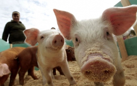 Украина запретила ввозить свиное мясо из Белоруссии