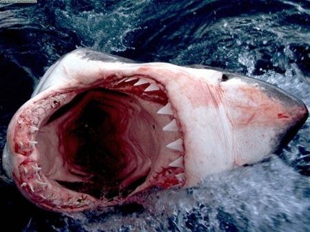 Во время медового месяца мужчину съела акула