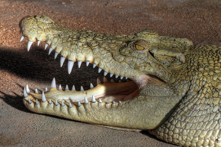 В Таиланде крокодил укусил дрессировщика за голову