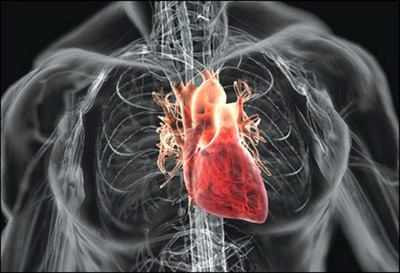 Биологи нашли уникальный способ для восстановления сердечной мышцы после инфаркта