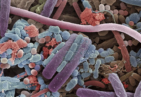 Бактерии во рту приводят к раку кишечника