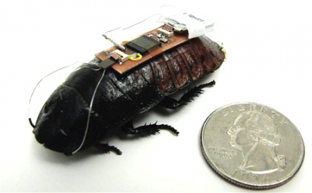 Ученые предлагают использовать тараканов-киборгов для исследования зданий