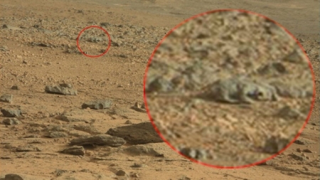 На Марсе снова появилась ящерица