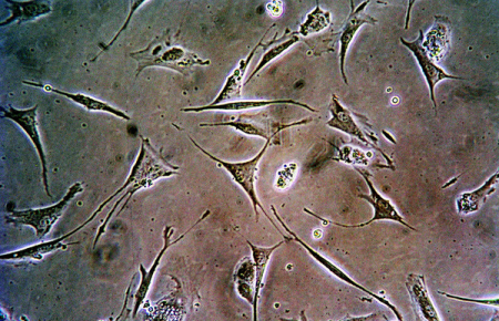 Из кожи взрослого человека ученые из США получили стволовые клетки
