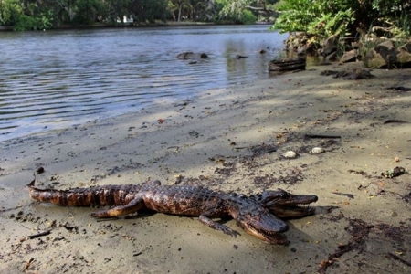 Двухголовый аллигатор отдыхал  на речном берегу