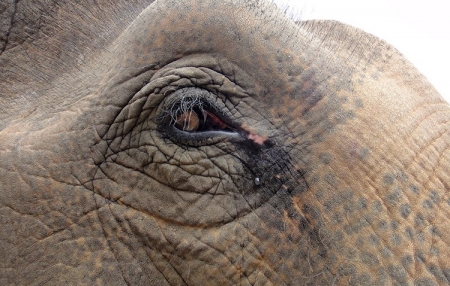 Слон плакал, когда его освободили из рук хозяина-садиста