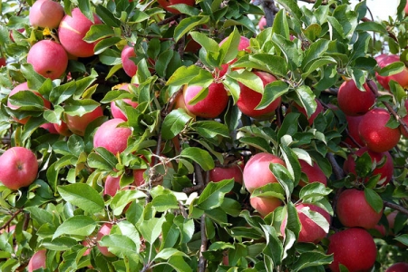 Яблоки способны омолаживать организм