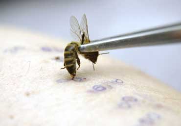 Пчелиный яд лечит СПИД
