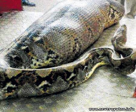 21-летний охотник на змей умер от удушья в теле гигантской рептилии
