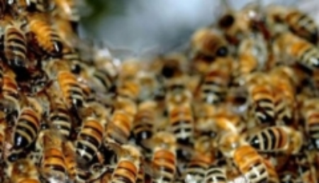 В Техасе 40-тысячный рой пчел напал на фермера