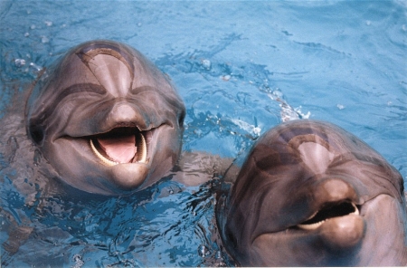 Дельфины зовут друг друга по имени – считают ученые
