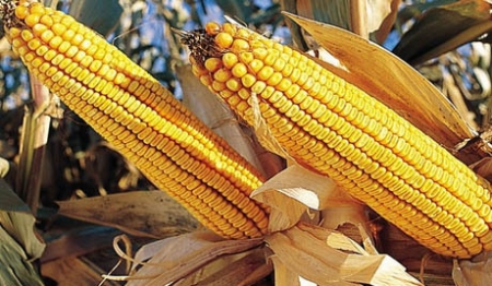 Скоро Украина станет крупнейшим производителем ГМО продукции