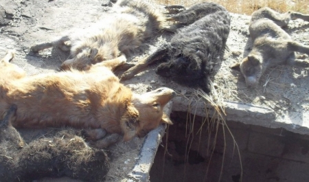Под Киевом в лесу найден могильник с трупами котят и черепами собак (видео)