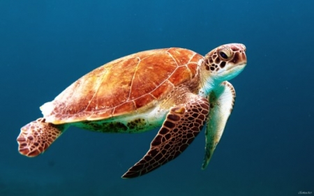 Экологи обеспокоены: черепахи стали есть вдвое больше пластика