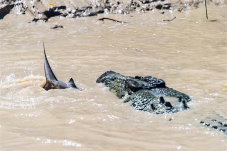 В Австралии, на огромную акулу напал крокодил (фото)
