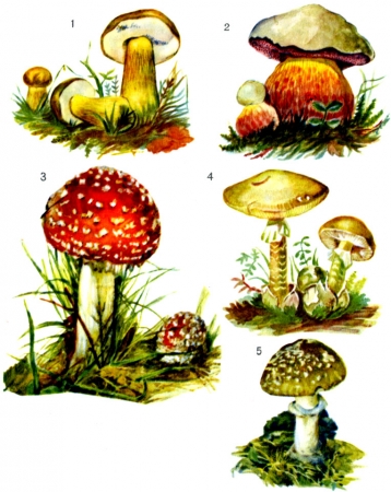 Отравится можно и съедобными грибами