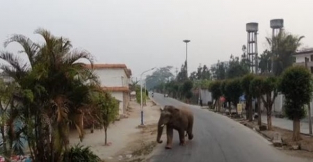 В Китае дикий слон разгромил поселок 