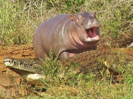 Храбрый бегемотик прогнал крокодила, но спасовал перед буйволом (видео)
