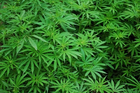Комитет Верховной Рады за легализацию медицинской марихуаны