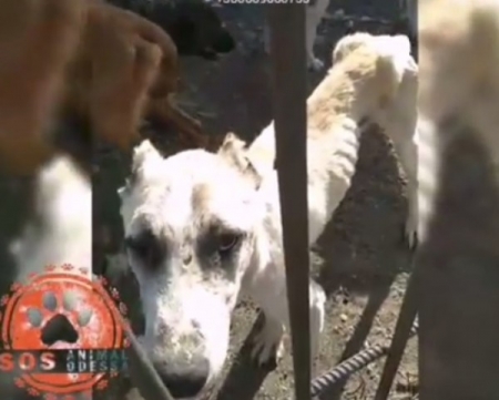 В Одессе морили голодом собак