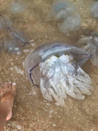 В Азовском море умирают медузы