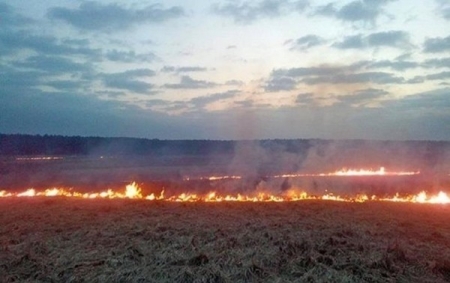 Под Киевом сгорели пшеничные поля
