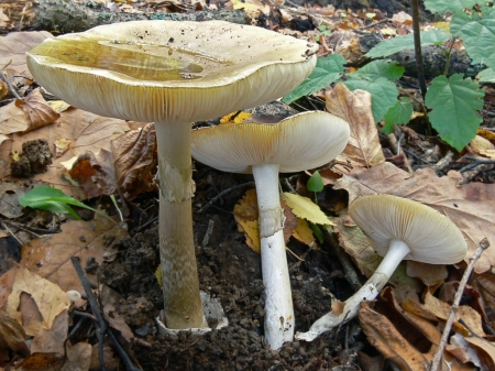 В Мариуполе люди отравились грибами
