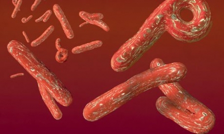 Лихорадка Эбола может распространяться в любых климатических условиях