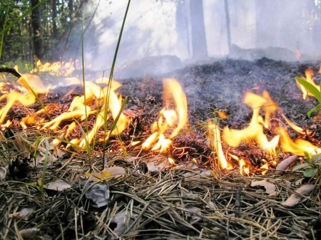 В Хмельницкой области пожар охватил 100 гектар леса