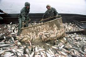 Промышленный вылов рыбы в Украине выходит из стагнации